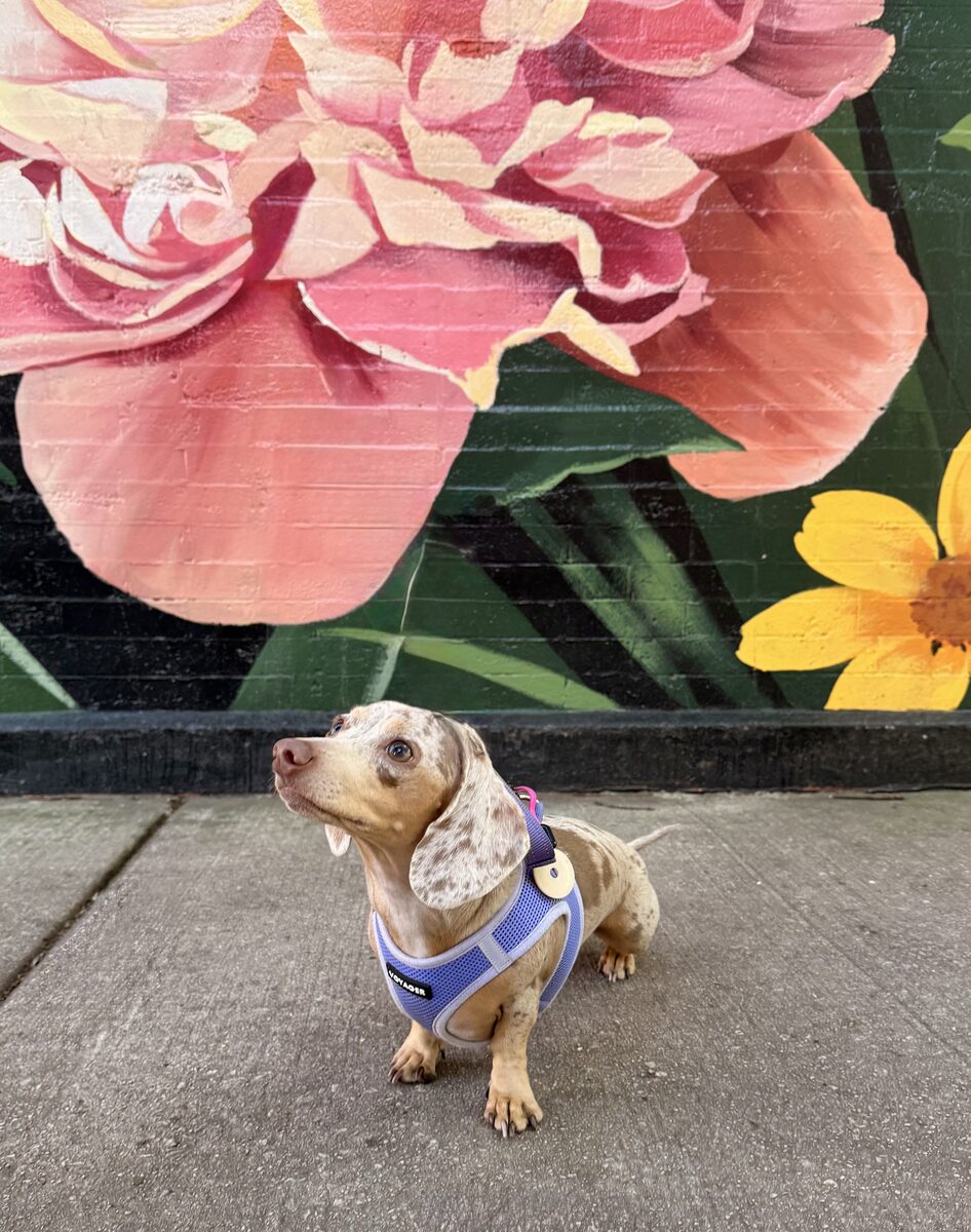 Karen's dog in front of a flower mural